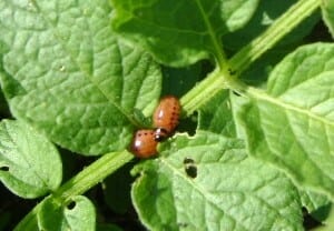Image | How to Control the Dreaded Potato Beetle