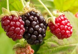 Image | How to Install a Raspberry and Blackberry Trellis