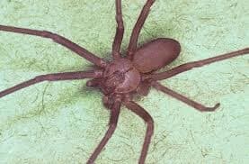 Image | Identifying and Treating Spider Bites