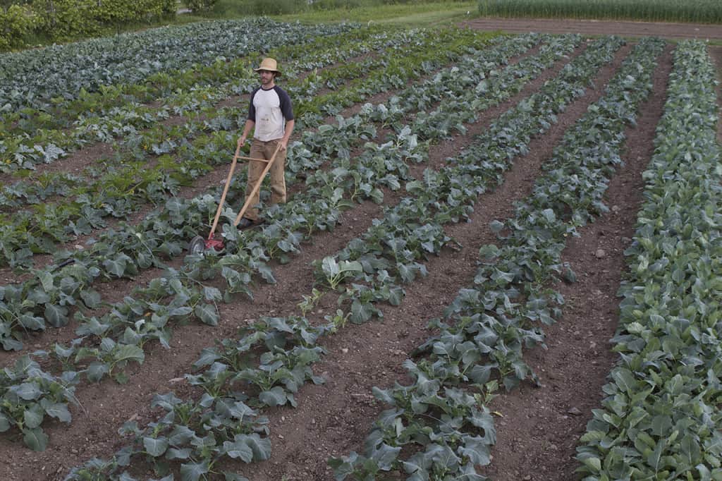 Jean-Martin Fortier: A Model for Profitable Micro-Farming – Peak Prosperity
