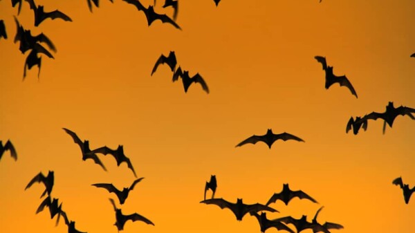 Image | Off the Cuff: The Many Reasons To Fear A Market Correction
