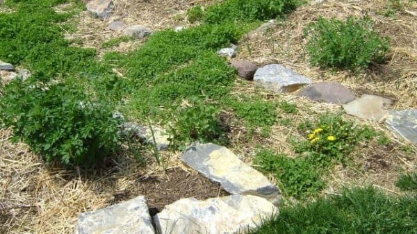 Image | Rocks and Stones in the Garden
