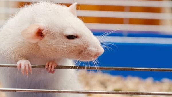 Image | The Lab Rat That Survives Is The One Who Escapes